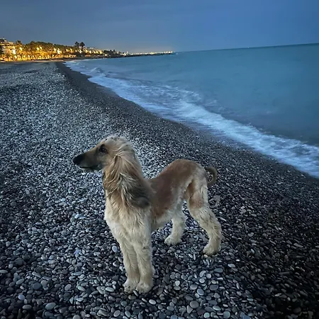 Playa 아파트 몬코파르